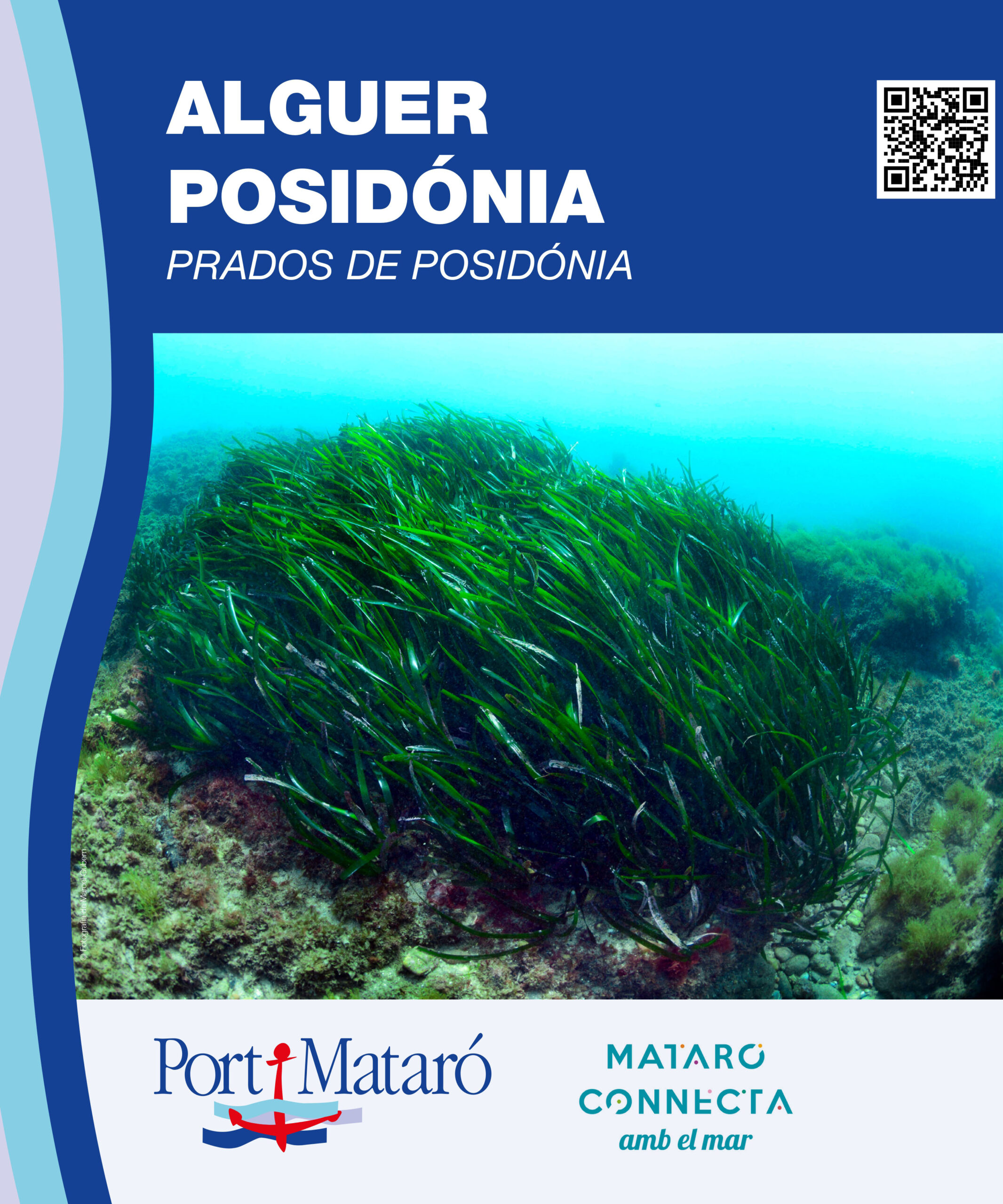 Alguer de Posidònia