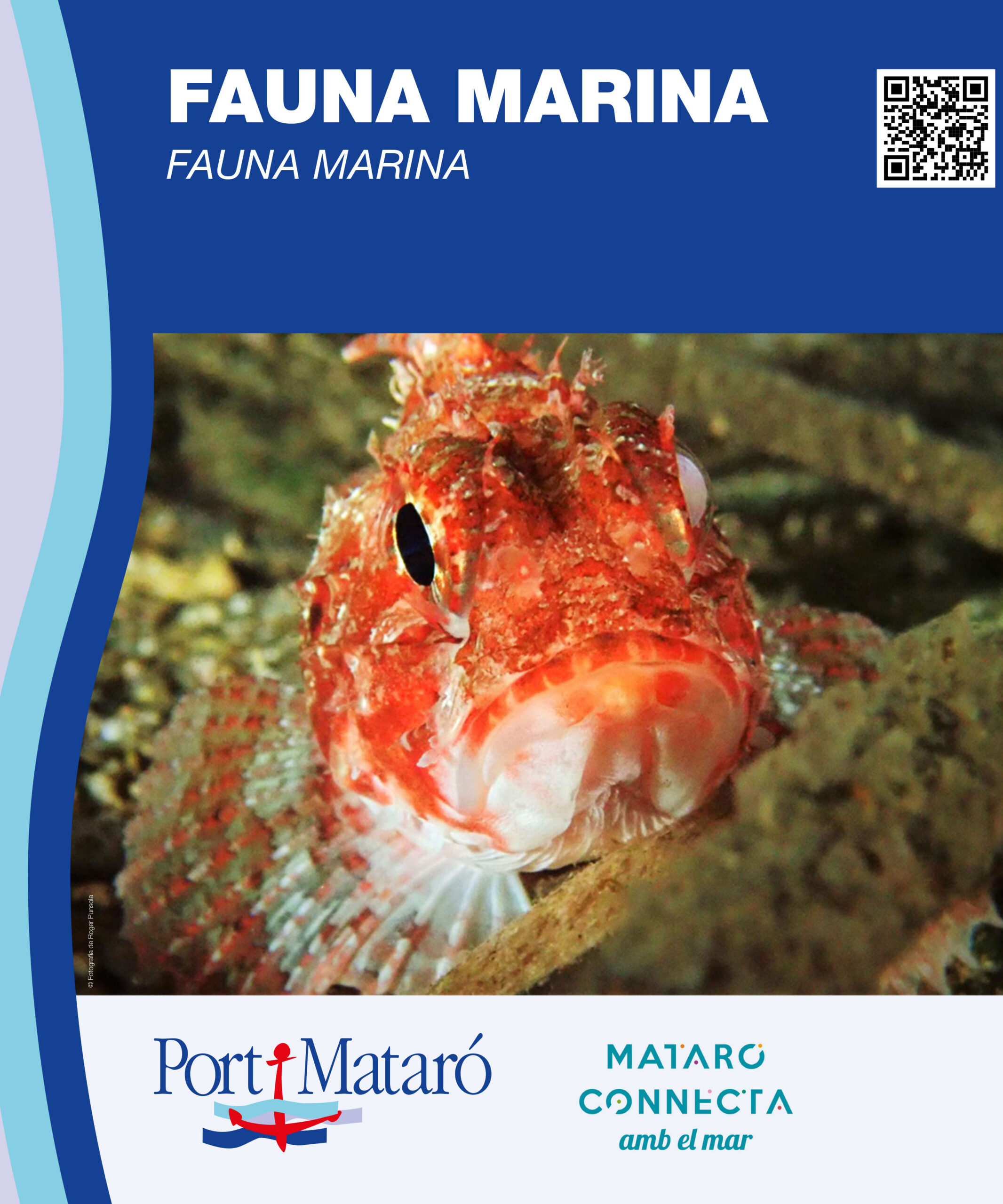 Fauna marina