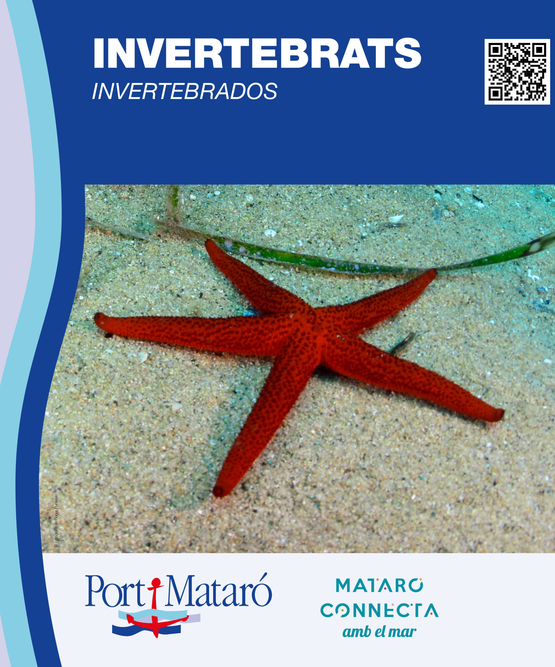 Invertebrats marins