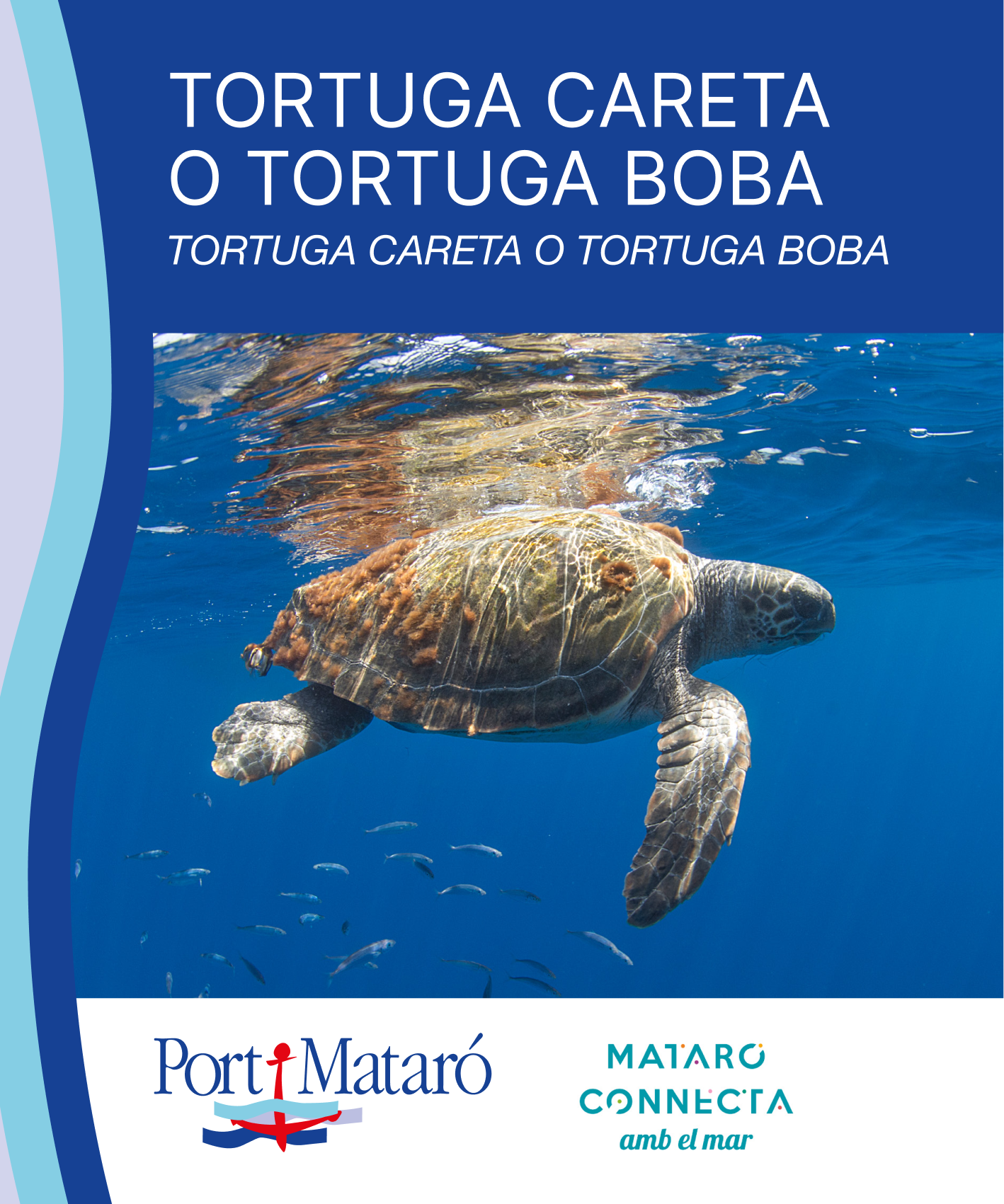 Tortuga careta
