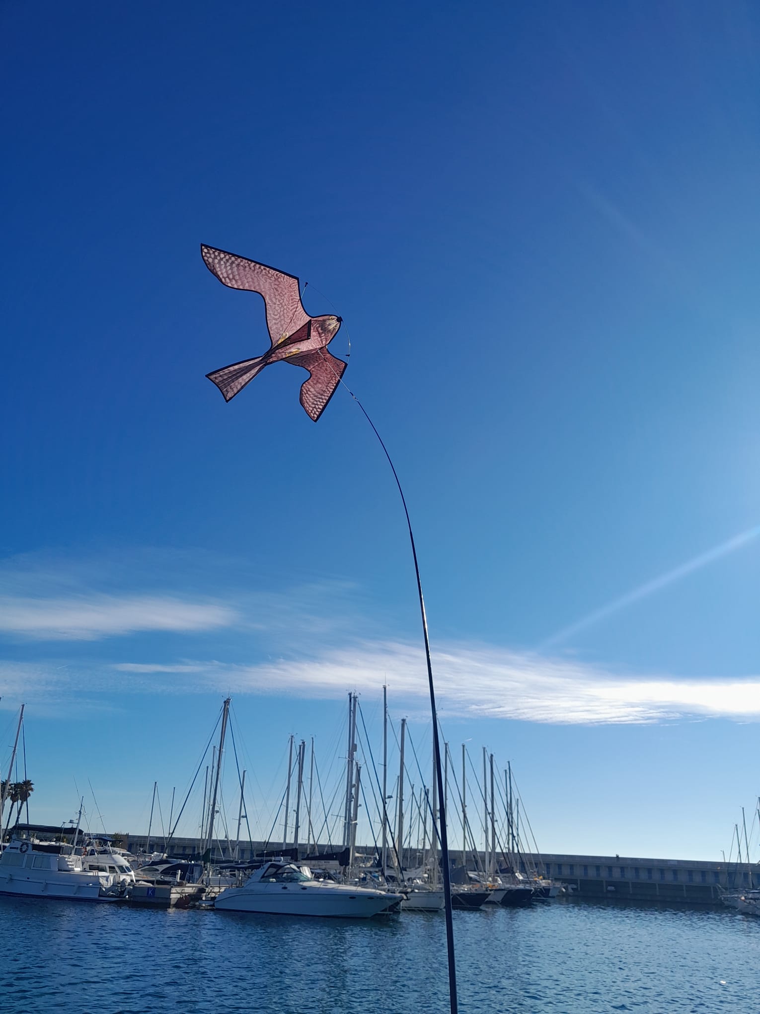 Estel imitant un falcó