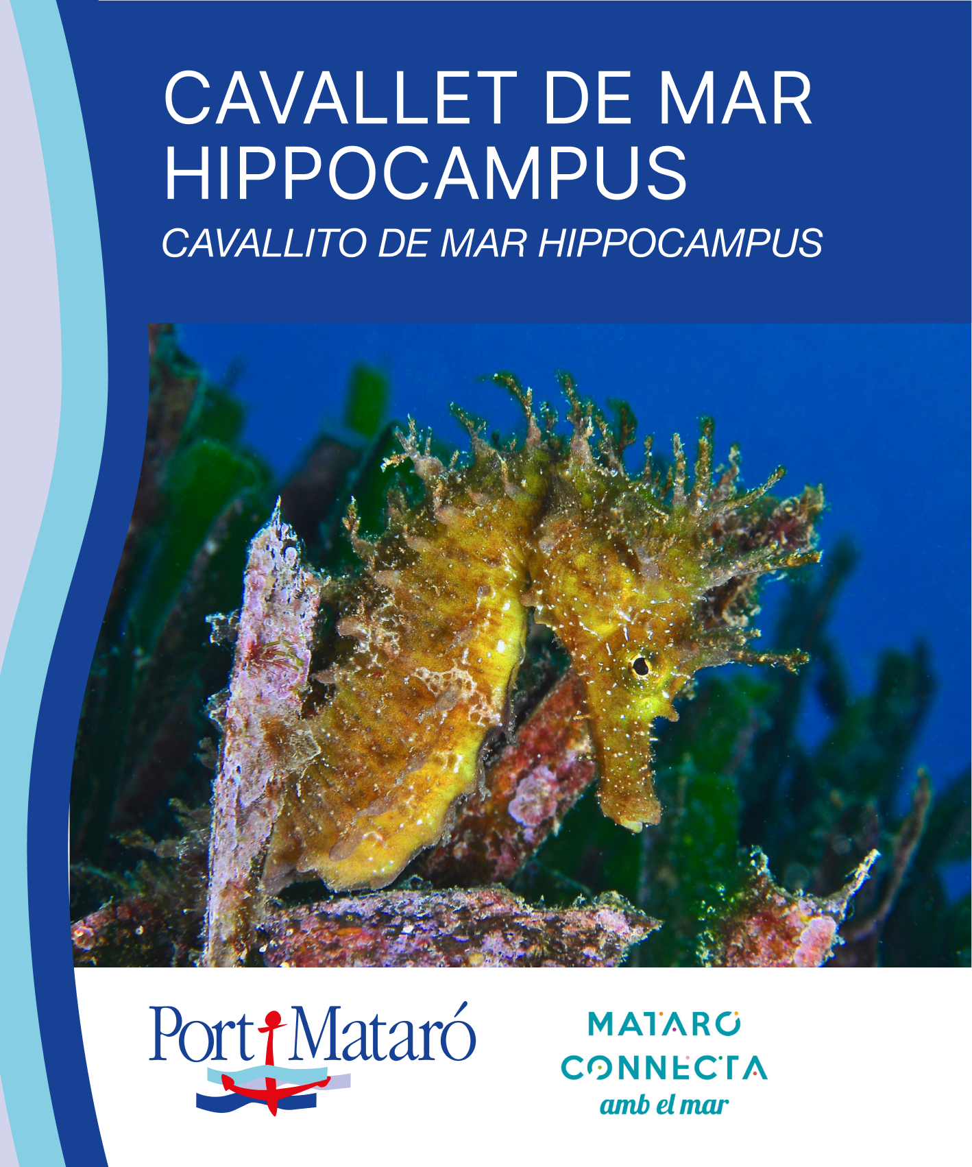 Cavallet de mar Hippocampus