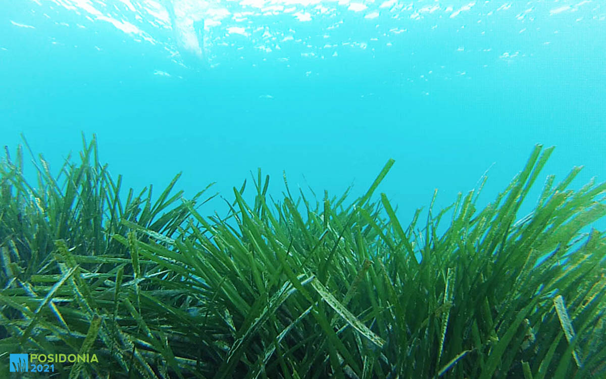 Posidònia del Port