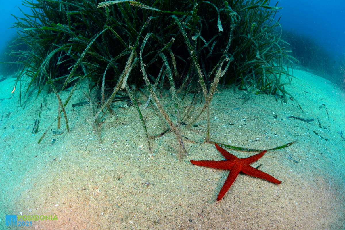 Una estrella de mar al fons del mar